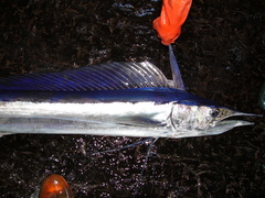 Shortbill Spearfish photo 3