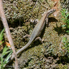 Iberolacerta monticola