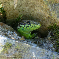 Iberolacerta monticola