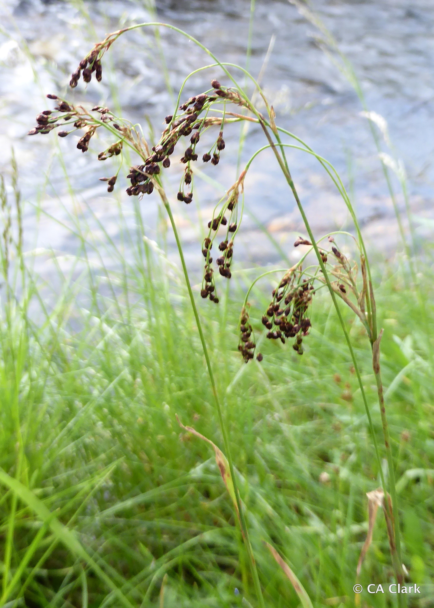 Luzula parviflora