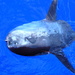 Sharptail Mola - Photo (c) Gonzalo Mucientes Sandoval, some rights reserved (CC BY-NC-SA), uploaded by Gonzalo Mucientes Sandoval