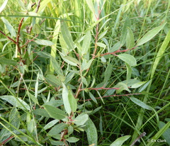 Salix orestera
