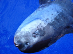 Masturus lanceolatus