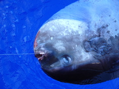 Masturus lanceolatus