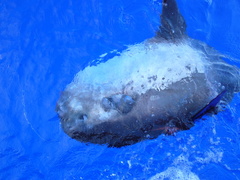 Masturus lanceolatus