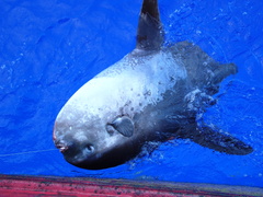 Masturus lanceolatus