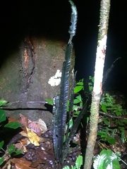 Trichomanes vittaria