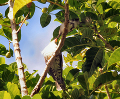 Chrysococcyx lucidus lucidus