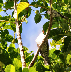 Chrysococcyx lucidus lucidus