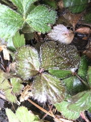 Waldsteinia