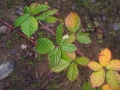 Candicantes
