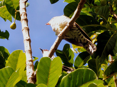 Chrysococcyx lucidus lucidus
