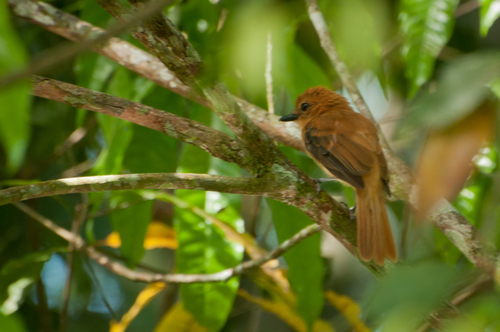 Attila cinnamomeus