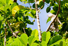 Chrysococcyx lucidus lucidus