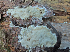 Trechispora mollusca