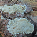 Trechispora mollusca - Photo (c) Иван Матершев, μερικά δικαιώματα διατηρούνται (CC BY-NC), uploaded by Иван Матершев