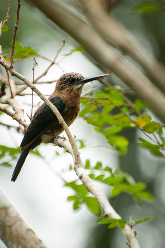Brown Jacamar