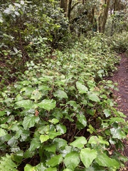 Pericallis appendiculata image