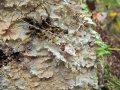 Phlebia centrifuga