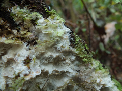 Phlebia centrifuga