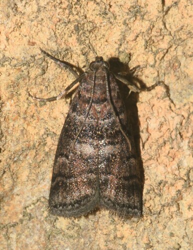 Acrobasis obtusella