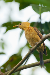 Cream-Colored Woodpecker photo 2