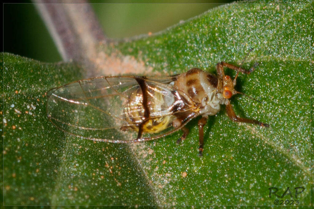 Neolithus fasciatus