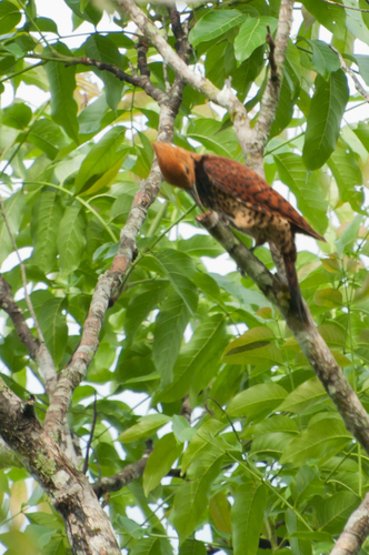 Ringed Woodpecker