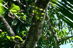 Lecanopteris sinuosa