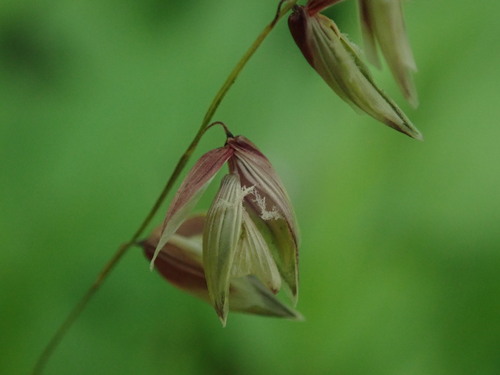 mednička ovisnutá (Melica nutans)