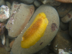 Doriopsilla albopunctata