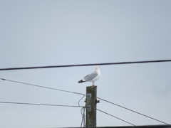 Larus argentatus image