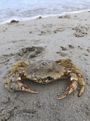 Ovalipes trimaculatus