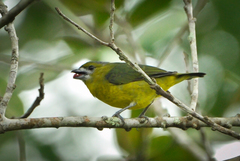 White-Lored Euphonia photo 2