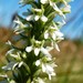 Elegant Piperia - Photo (c) Mike Patterson, some rights reserved (CC BY-NC)
