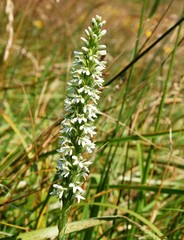 Platanthera elegans elegans