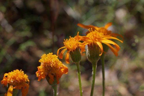 Image of Packera greenei by (c) Arvel Hernandez, some rights reserved (CC BY)