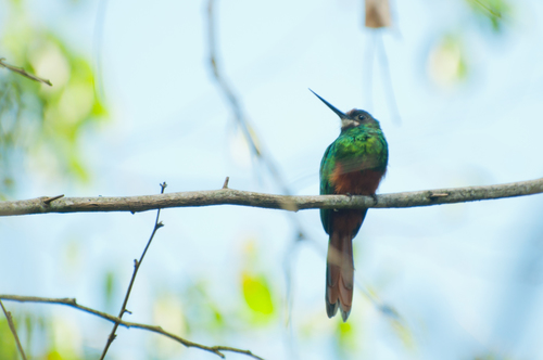 White-chinned Jacamar