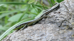 Iberolacerta monticola