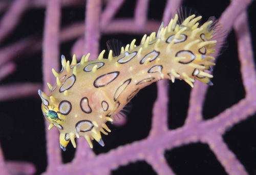 Bridled burrfish (Chilomycterus antennatus) — Diodontidae