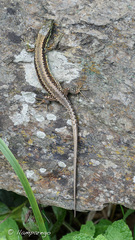 Iberolacerta monticola