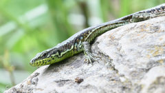 Iberolacerta monticola