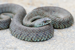 Natrix astreptophora