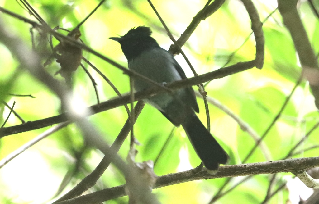 Blue-Headed Crested-Flycatcher