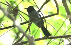 Blue-Headed Crested-Flycatcher photo 1