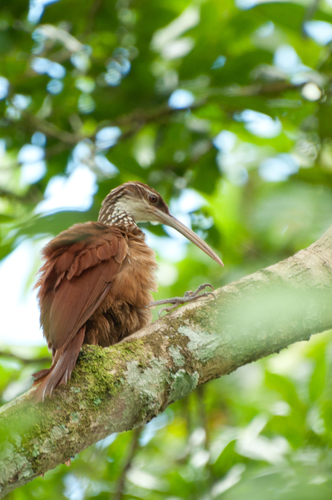 Long-billed Woodcreeper