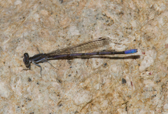 Argia hinei