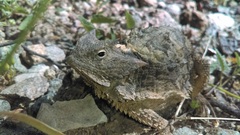 Phrynosoma taurus