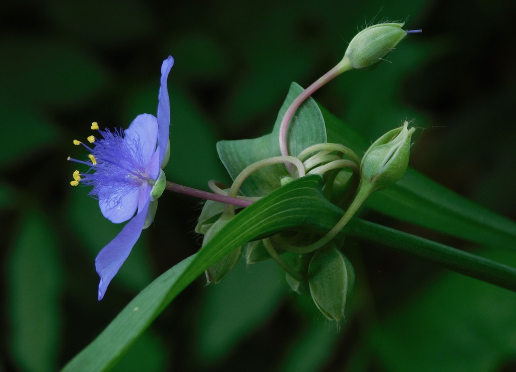 Tradescantia ohiensis — a medium houseplant, prefers full sun light
