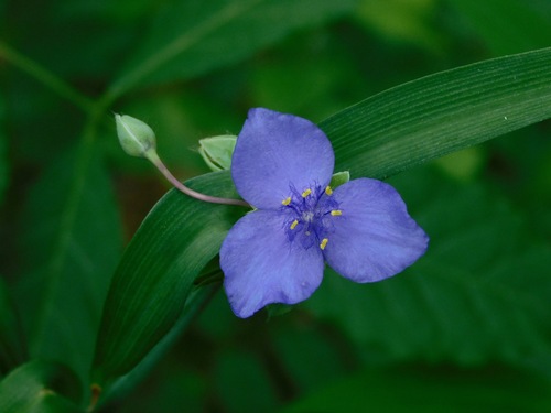 Tradescantia ohiensis